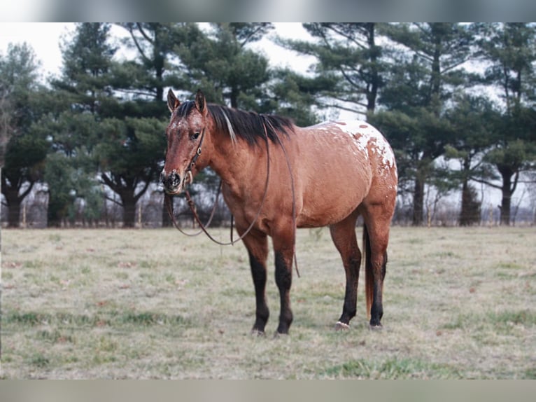 American Quarter Horse Castrone 5 Anni 147 cm Sauro ciliegia in North Judson IN