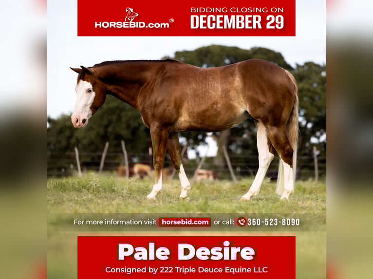 American Quarter Horse Castrone 5 Anni 147 cm Sauro ciliegia in Cisco