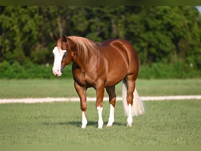 American Quarter Horse Mix Castrone 5 Anni 147 cm Sauro ciliegia in Waco