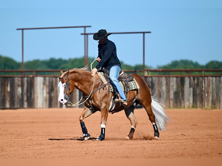 American Quarter Horse Mix Castrone 5 Anni 147 cm Sauro ciliegia in Waco