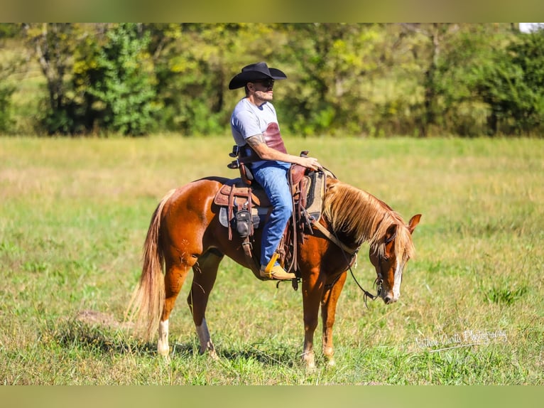 American Quarter Horse Castrone 5 Anni 147 cm Sauro ciliegia in Chatsworth, GA