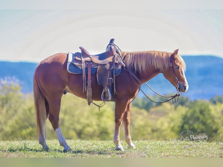 American Quarter Horse Castrone 5 Anni 147 cm Sauro ciliegia in Chatsworth, GA