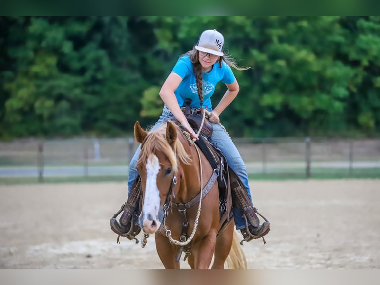 American Quarter Horse Castrone 5 Anni 147 cm Sauro ciliegia in Chatsworth, GA