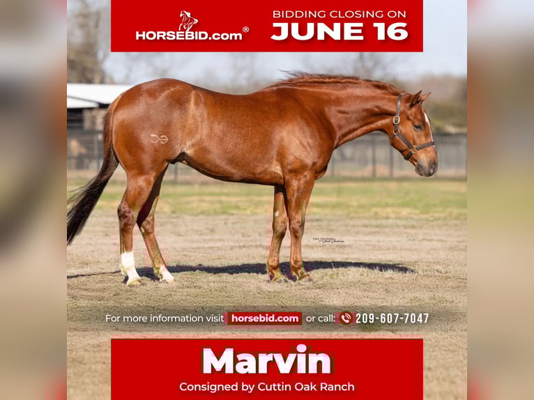 American Quarter Horse Castrone 5 Anni 147 cm Sauro scuro in Plymouth, CA
