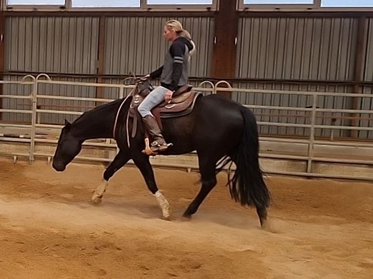 American Quarter Horse Castrone 5 Anni 148 cm Morello in Goslar Goslar