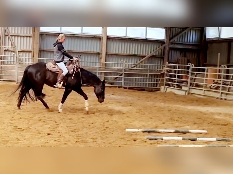 American Quarter Horse Castrone 5 Anni 148 cm Morello in Goslar Goslar