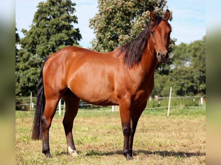 American Quarter Horse Castrone 5 Anni 150 cm Baio in Stade