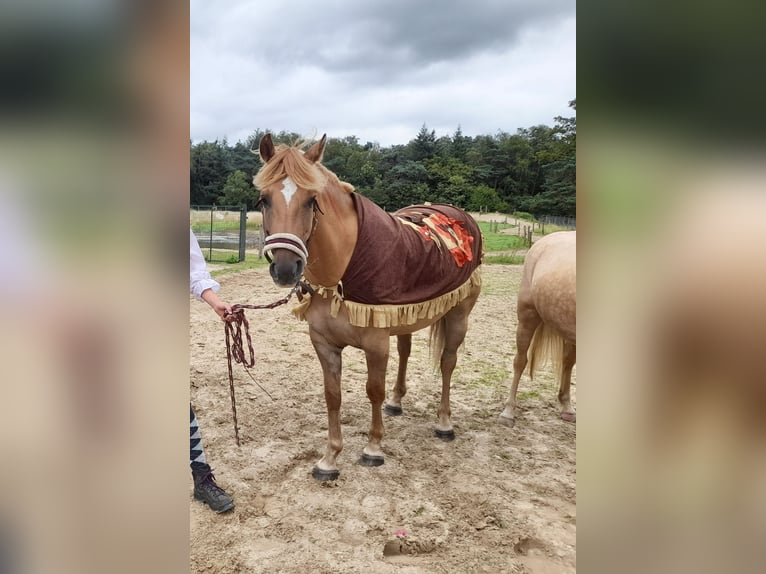 American Quarter Horse Mix Castrone 5 Anni 150 cm Baio chiaro in Helmond