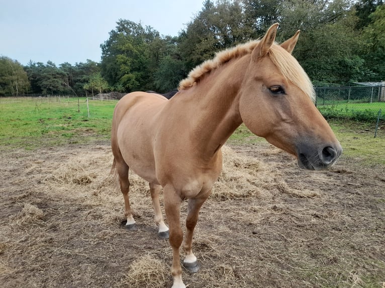 American Quarter Horse Mix Castrone 5 Anni 150 cm Baio chiaro in Helmond