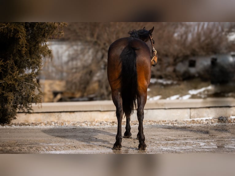 American Quarter Horse Castrone 5 Anni 150 cm Baio ciliegia in Fredericksburg, OH