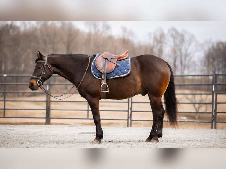 American Quarter Horse Castrone 5 Anni 150 cm Baio ciliegia in Fredericksburg, OH