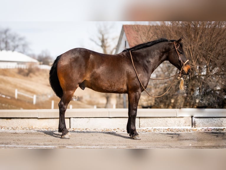 American Quarter Horse Castrone 5 Anni 150 cm Baio ciliegia in Fredericksburg, OH