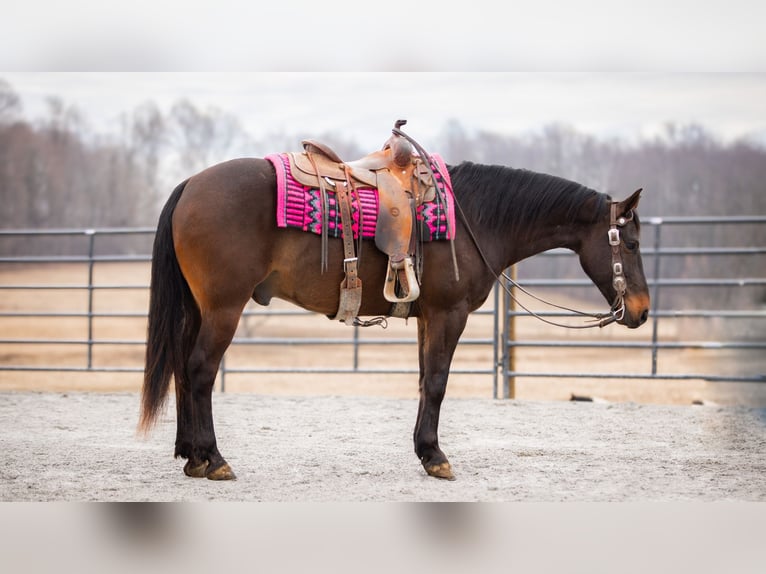 American Quarter Horse Castrone 5 Anni 150 cm Baio ciliegia in Fredericksburg, OH