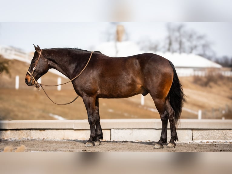 American Quarter Horse Castrone 5 Anni 150 cm Baio ciliegia in Fredericksburg, OH