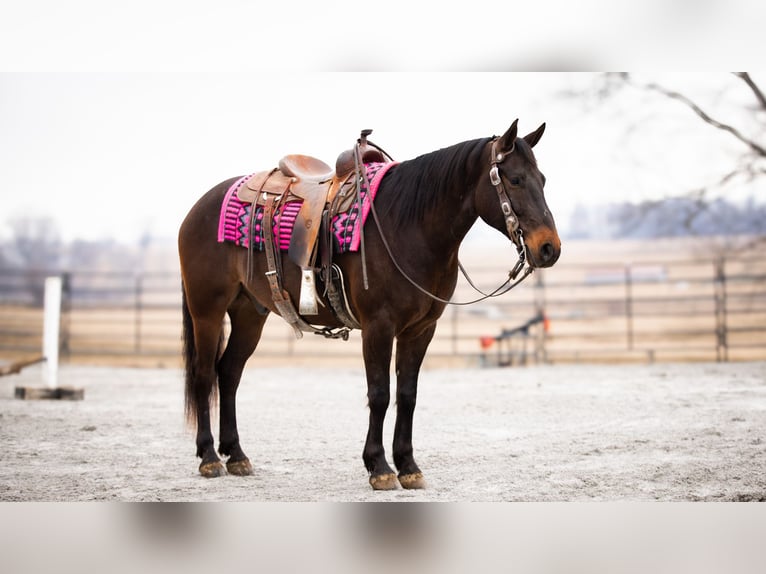 American Quarter Horse Castrone 5 Anni 150 cm Baio ciliegia in Fredericksburg, OH