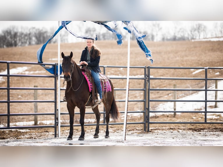 American Quarter Horse Castrone 5 Anni 150 cm Baio ciliegia in Fredericksburg, OH