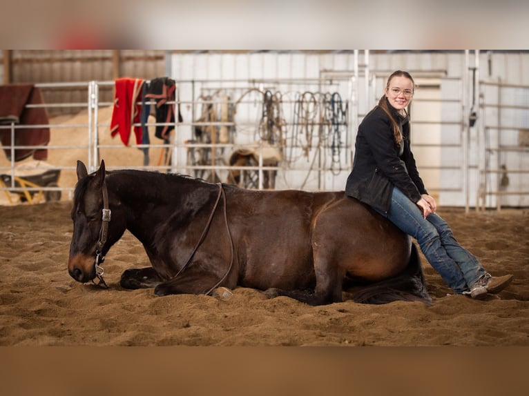 American Quarter Horse Castrone 5 Anni 150 cm Baio ciliegia in Fredericksburg, OH