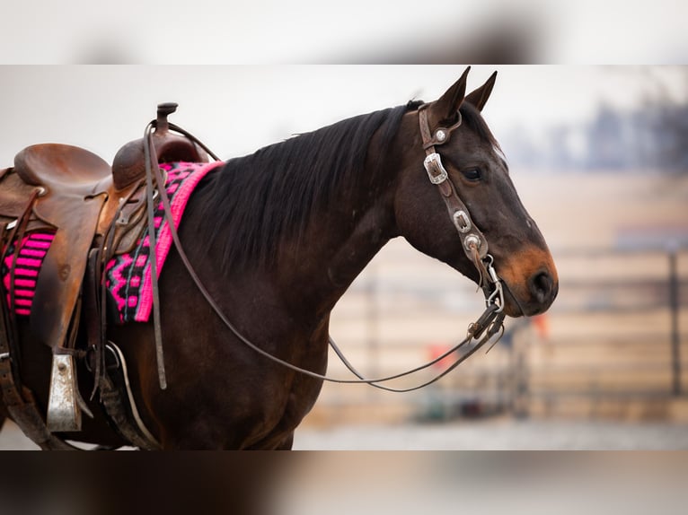 American Quarter Horse Castrone 5 Anni 150 cm Baio ciliegia in Fredericksburg, OH