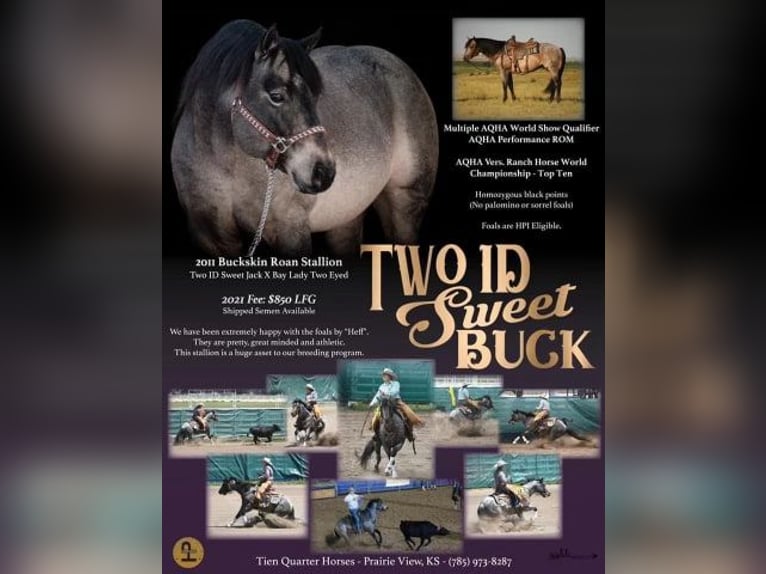 American Quarter Horse Castrone 5 Anni 150 cm Baio ciliegia in Calhoun City MS