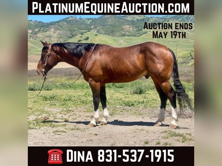 American Quarter Horse Castrone 5 Anni 150 cm Baio ciliegia in Paicines CA