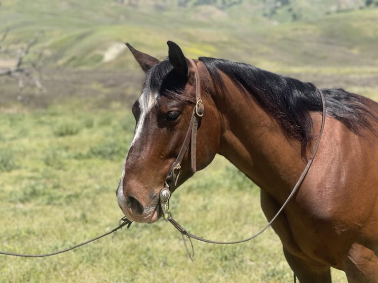 American Quarter Horse Castrone 5 Anni 150 cm Baio ciliegia in Paicines CA