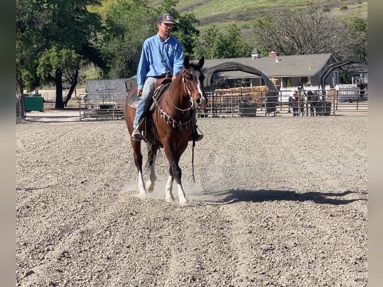 American Quarter Horse Castrone 5 Anni 150 cm Baio ciliegia in Paicines CA