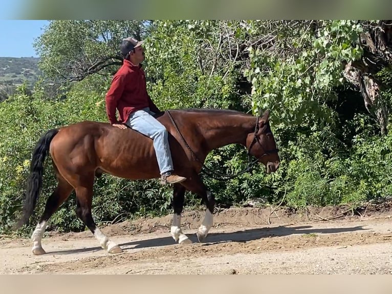 American Quarter Horse Castrone 5 Anni 150 cm Baio ciliegia in Paicines CA