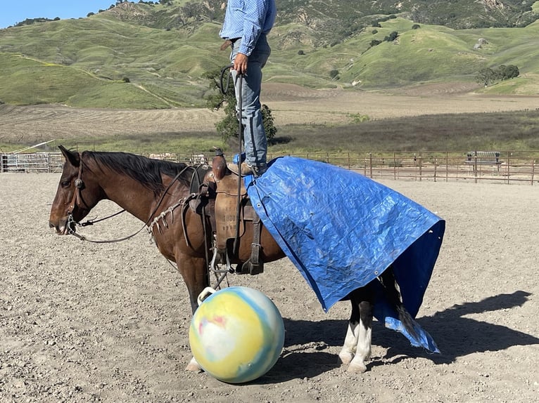 American Quarter Horse Castrone 5 Anni 150 cm Baio ciliegia in Paicines CA