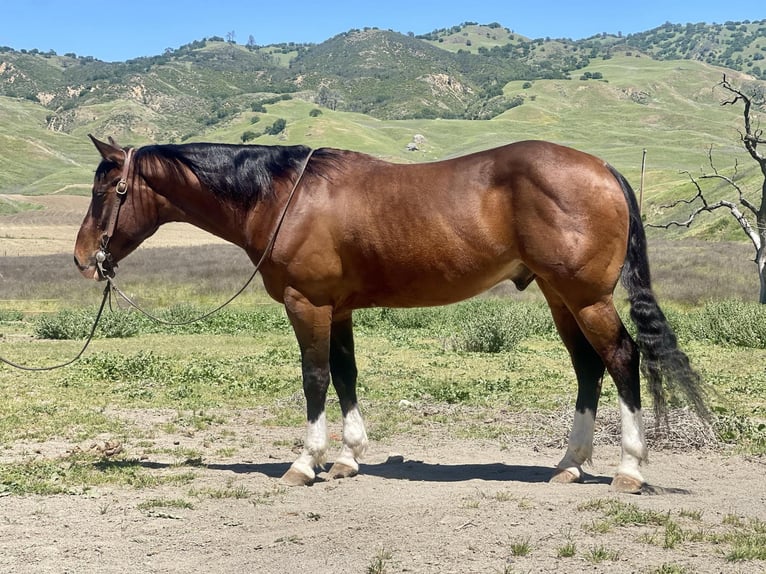 American Quarter Horse Castrone 5 Anni 150 cm Baio ciliegia in Paicines CA