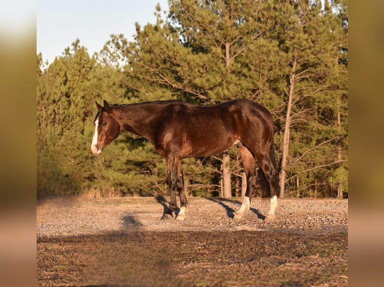 American Quarter Horse Castrone 5 Anni 150 cm Baio ciliegia in Sweet Springs MO
