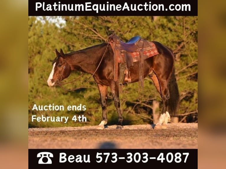 American Quarter Horse Castrone 5 Anni 150 cm Baio ciliegia in Sweet Springs MO