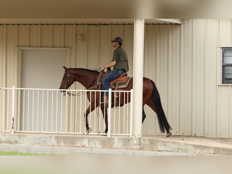American Quarter Horse Castrone 5 Anni 150 cm Baio ciliegia in Morrilton