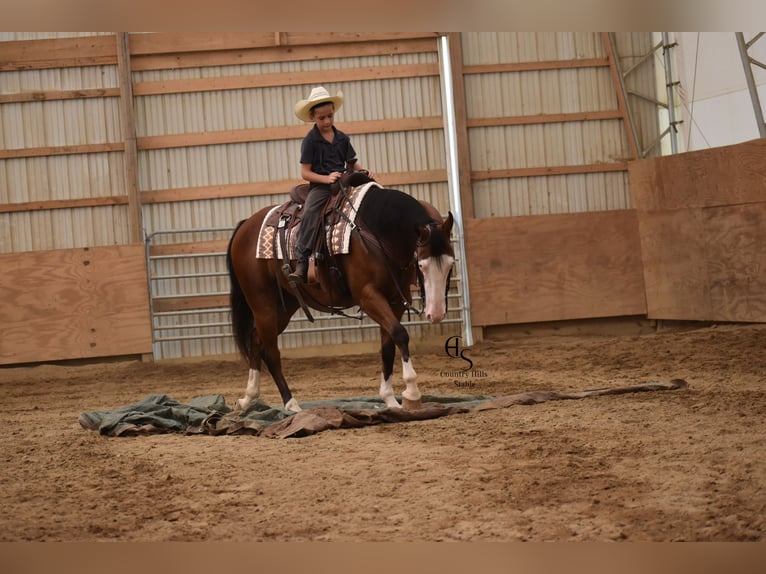 American Quarter Horse Castrone 5 Anni 150 cm Baio ciliegia in Baltic