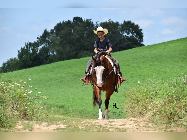 American Quarter Horse Castrone 5 Anni 150 cm Baio ciliegia in Baltic