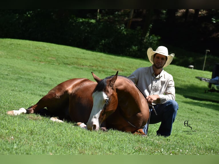 American Quarter Horse Castrone 5 Anni 150 cm Baio ciliegia in Baltic