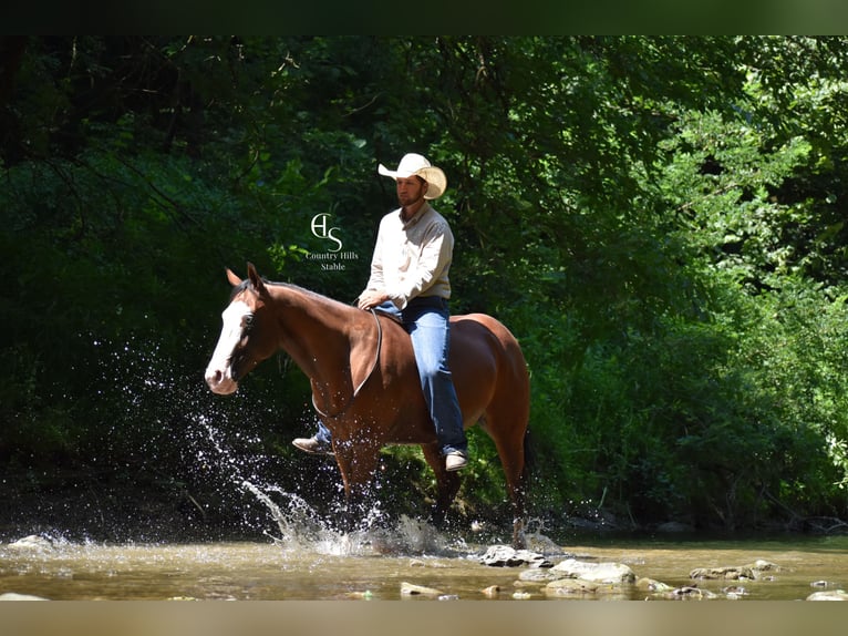 American Quarter Horse Castrone 5 Anni 150 cm Baio ciliegia in Baltic