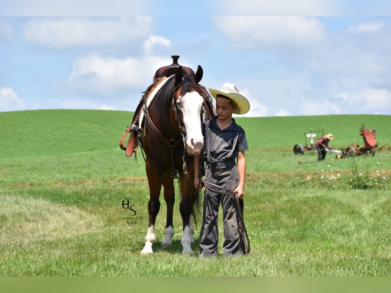 American Quarter Horse Castrone 5 Anni 150 cm Baio ciliegia in Baltic