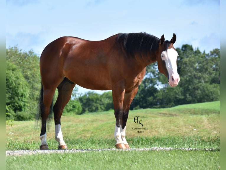 American Quarter Horse Castrone 5 Anni 150 cm Baio ciliegia in Baltic