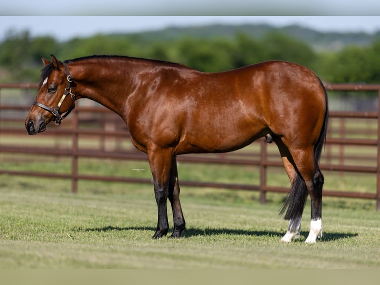 American Quarter Horse Castrone 5 Anni 150 cm Baio ciliegia in Burleson