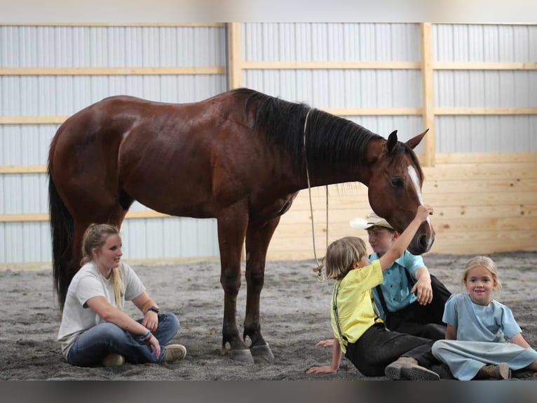 American Quarter Horse Castrone 5 Anni 150 cm Baio ciliegia in Rebersburg