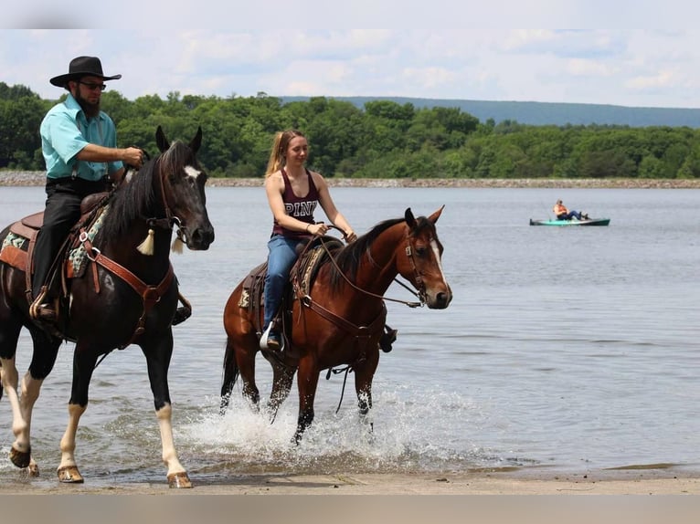 American Quarter Horse Castrone 5 Anni 150 cm Baio ciliegia in Rebersburg