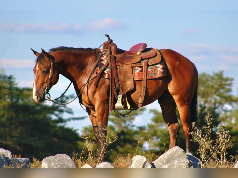 American Quarter Horse Castrone 5 Anni 150 cm Baio ciliegia in Rebersburg