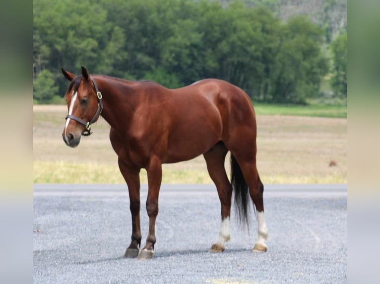 American Quarter Horse Castrone 5 Anni 150 cm Baio ciliegia in Rebersburg