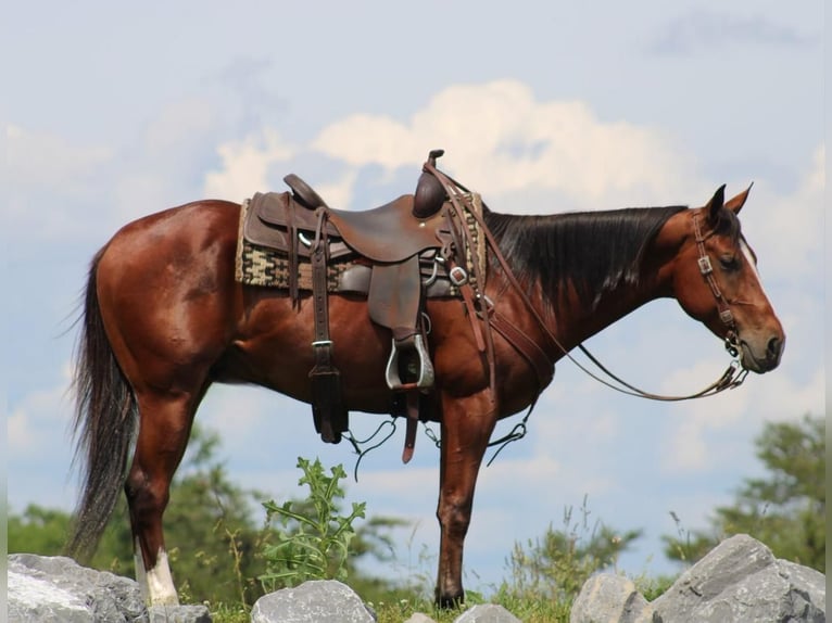 American Quarter Horse Castrone 5 Anni 150 cm Baio ciliegia in Rebersburg
