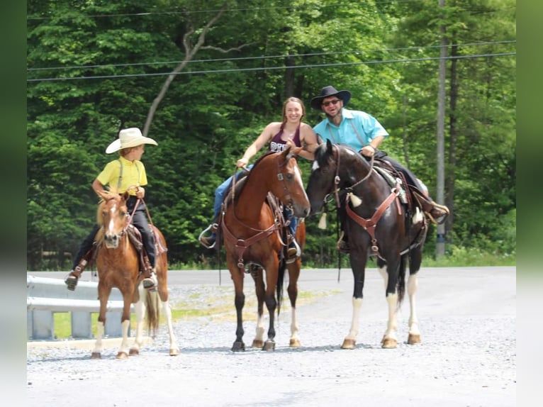 American Quarter Horse Castrone 5 Anni 150 cm Baio ciliegia in Rebersburg