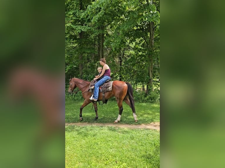 American Quarter Horse Castrone 5 Anni 150 cm Baio ciliegia in Rebersburg