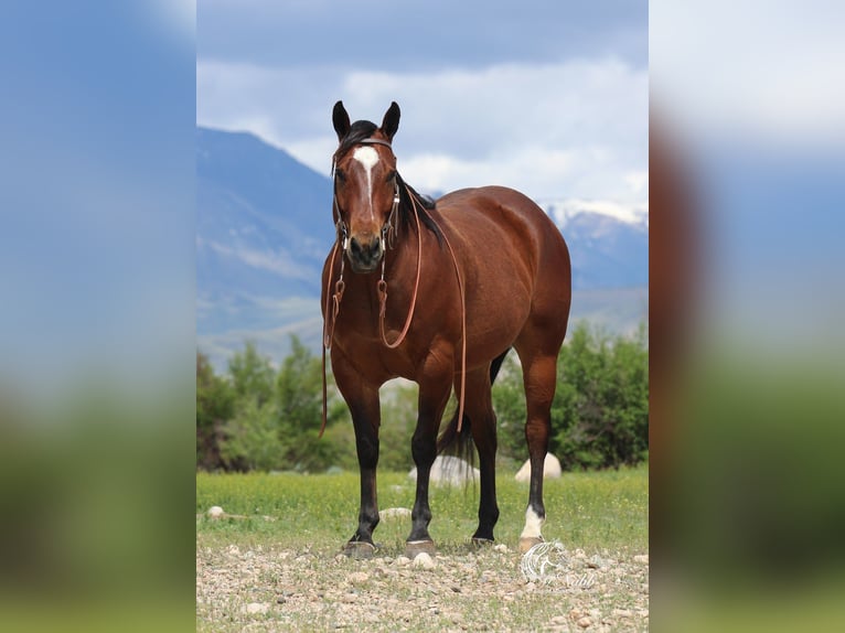 American Quarter Horse Castrone 5 Anni 150 cm Baio ciliegia in Cody