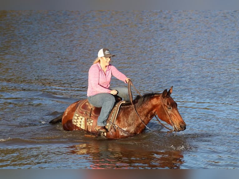 American Quarter Horse Castrone 5 Anni 150 cm Baio ciliegia in Joshua, TX