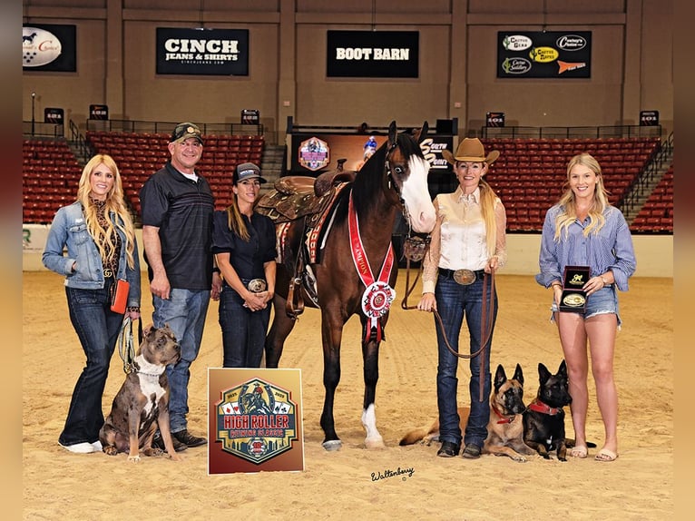 American Quarter Horse Castrone 5 Anni 150 cm Baio ciliegia in Cave Creek