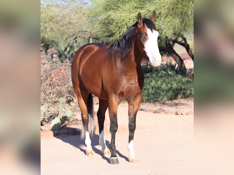 American Quarter Horse Castrone 5 Anni 150 cm Baio ciliegia in Cave Creek